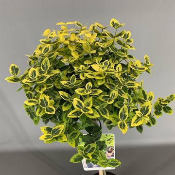 Euonymus fortunei 'Emerald 'n' Gold'