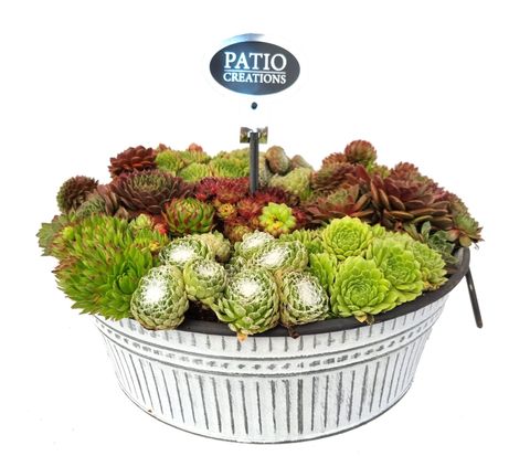 Sempervivum MIX IN POT