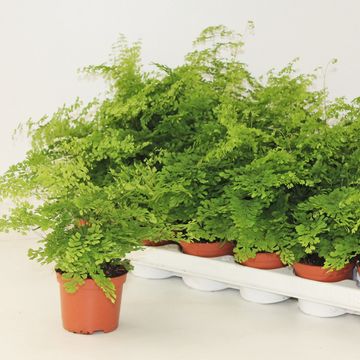 Adiantum microphyllum