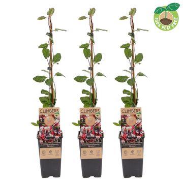 Lonicera periclymenum 'Serotina'