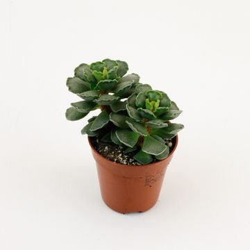 Adromischus cristatus