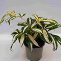 Dracaena surculosa 'Milky Way'
