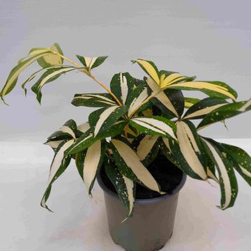 Dracaena surculosa 'Milky Way'