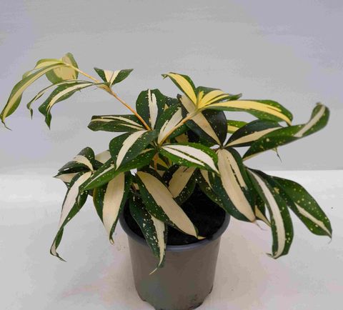Dracaena surculosa 'Milky Way'