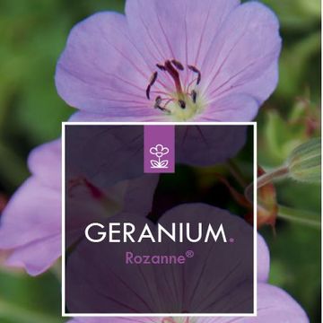 Geranium ROZANNE