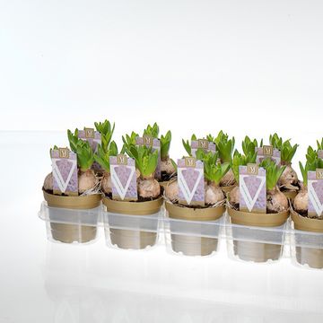 Hyacinthus Гиацинт восточный 'Уайт Перл'