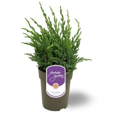 Juniperus squamata 'Blue Compact'