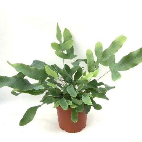 Phlebodium aureum 'Blue Star'