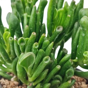 Crassula ovata 'Gollum'