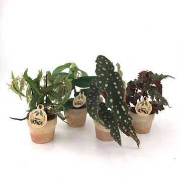 Begonia maculata