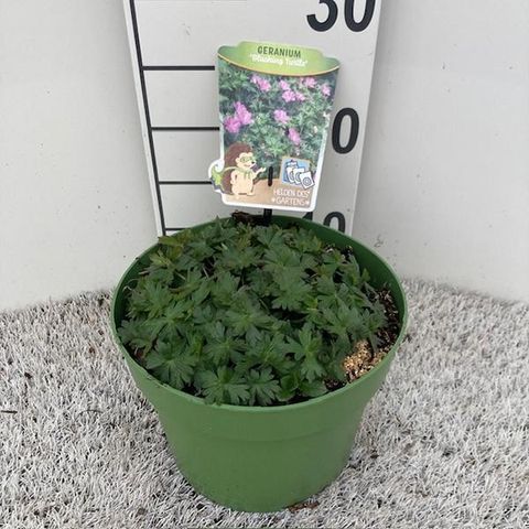 Geranium 'Blushing Turtle'