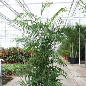 Chamaedorea seifrizii