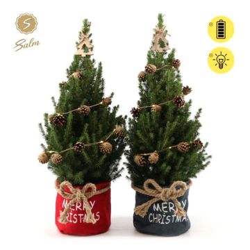 Picea glauca DECEMBER