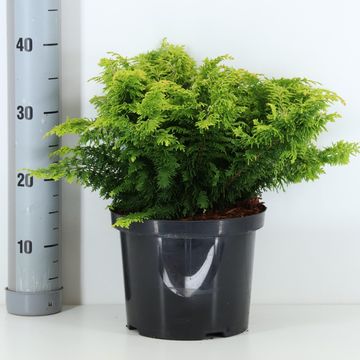 Chamaecyparis obtusa 'Fernspray Gold'