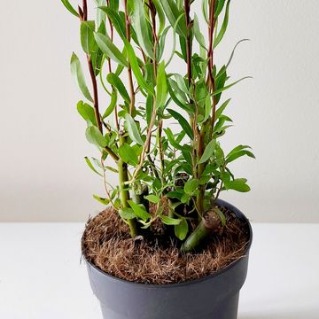 Salix babylonica 'Tortuosa'