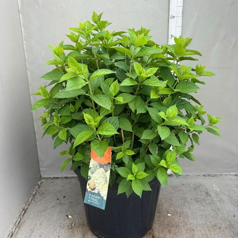 Hydrangea paniculata 'Limelight'
