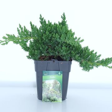 Juniperus procumbens 'Nana'