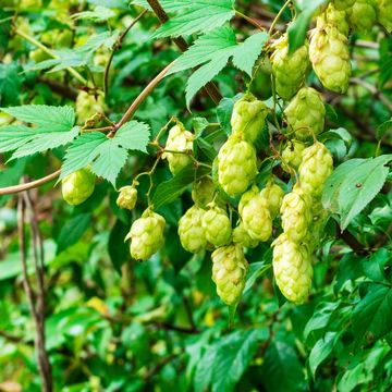 Humulus lupulus 'Nordbrau'