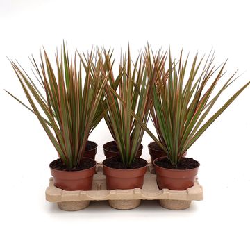 Dracaena marginata 'Bicolor'