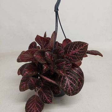 Episcia cupreata 'Tierra Noche'