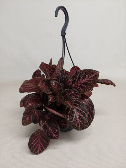 Episcia cupreata 'Tierra Noche'