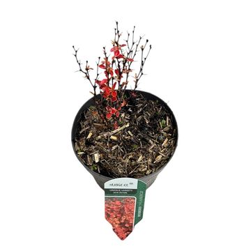 Berberis thunbergii 'Orange Ice'