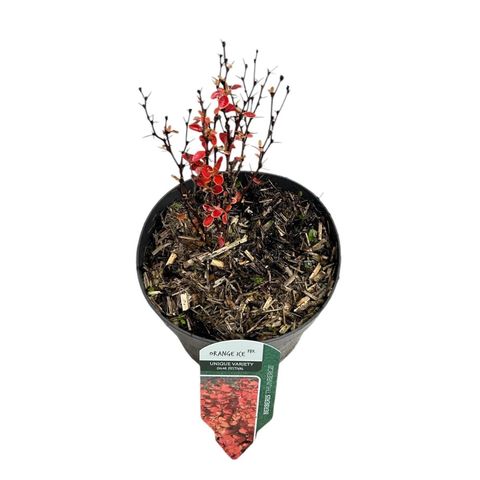 Berberis thunbergii 'Orange Ice'