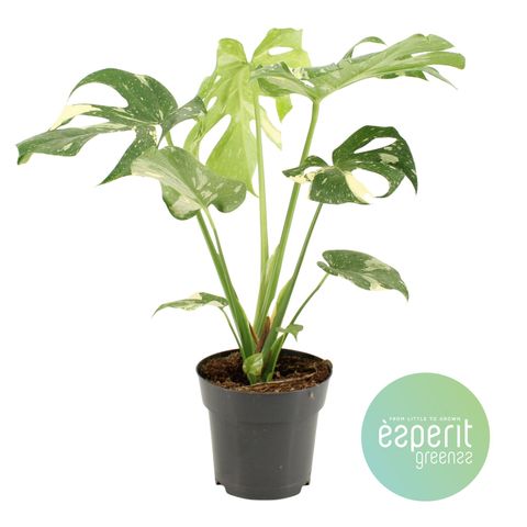 Monstera 'Thai Constellation'