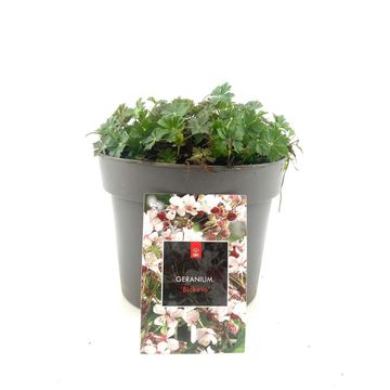 Geranium x cantabrigiense 'Biokovo'