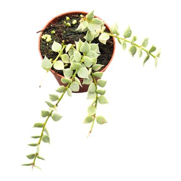 Dischidia ruscifolia 'Variegata'