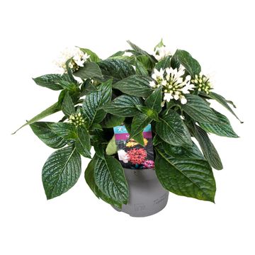 Pentas lanceolata STARCLUSTER WHITE