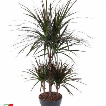 Dracaena marginata 'Magenta'