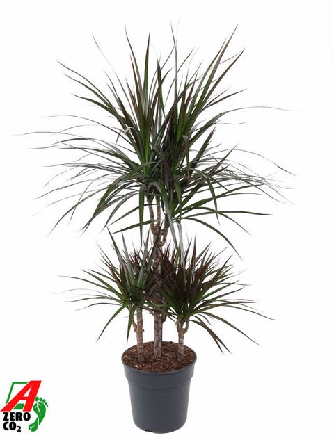 Dracaena marginata 'Magenta'