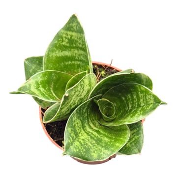 Sansevieria trifasciata 'Green Hahnii'