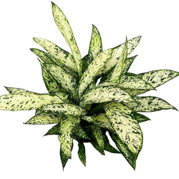 Dieffenbachia 'Vesuvius'