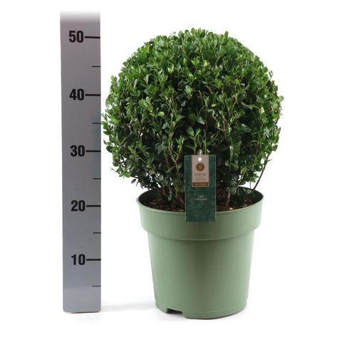 Ilex crenata