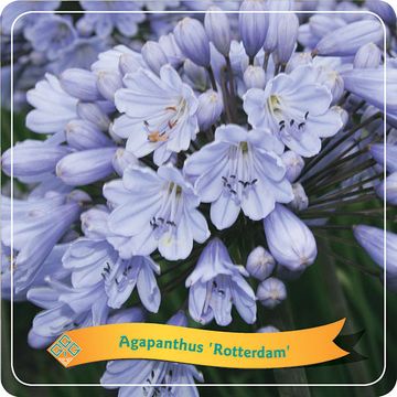 Agapanthus 'Rotterdam'