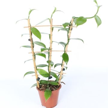 Vanilla planifolia