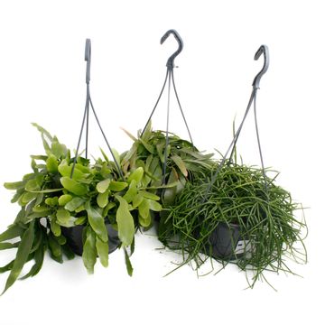 Rhipsalis MIX