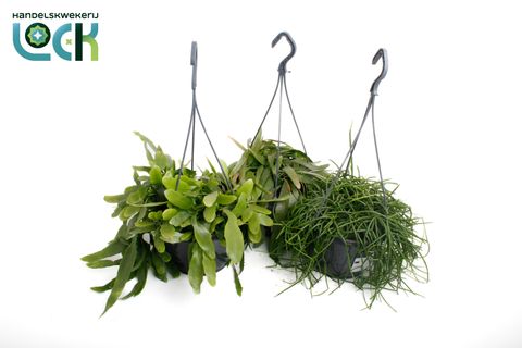 Rhipsalis MIX