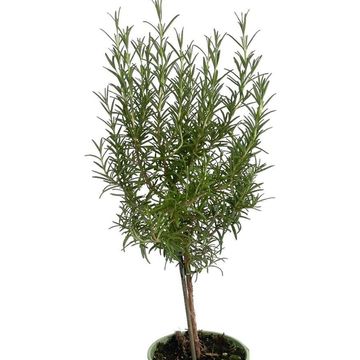 Rosmarinus officinalis