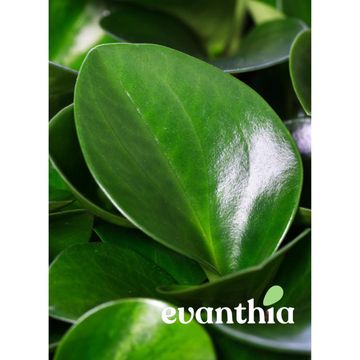 Peperomia obtusifolia