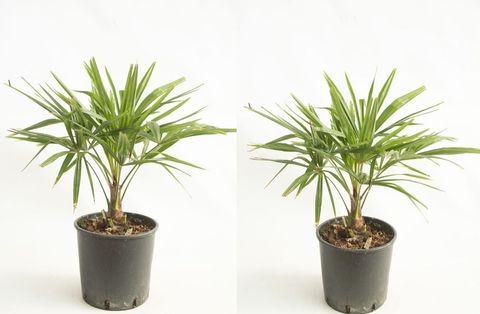 Trachycarpus fortunei