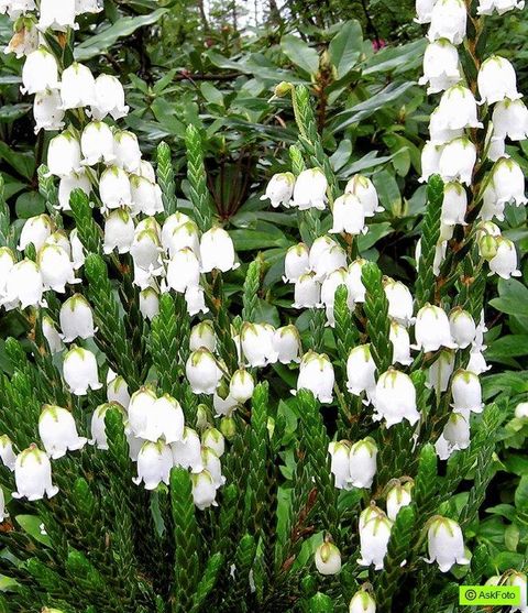 Cassiope 'Edinburgh'