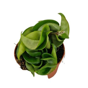Hoya carnosa 'Compacta'