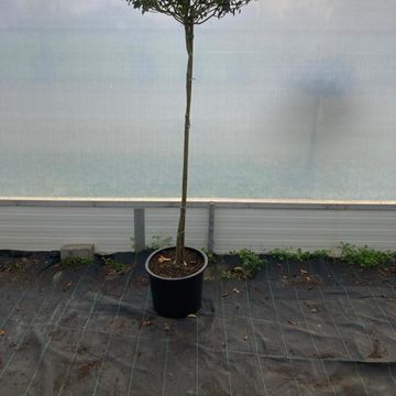 Ilex x meserveae 'Blue Maid'
