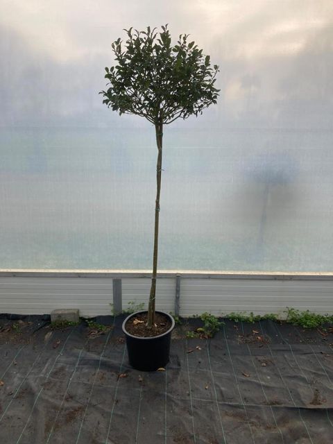 Ilex x meserveae 'Blue Maid'