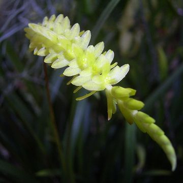 Dendrochilum javieriense