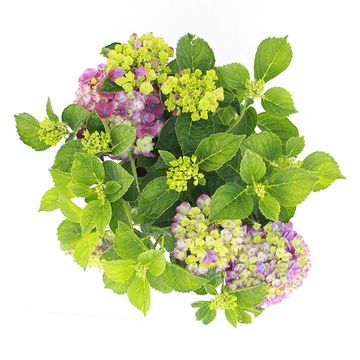 Hydrangea macrophylla 'Ningbo'