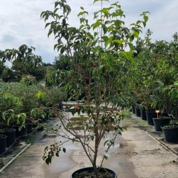 Cornus kousa 'National'